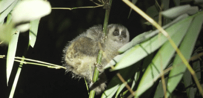 pygmy-slow-loris-2-1