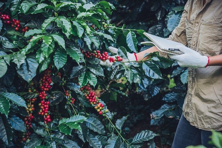 A woman in the hand holding a notebook and standing close to the coffee tree, learning about coffee