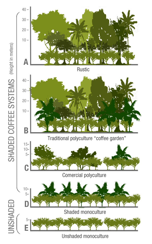 Coffee agroforestry types: shade-grown versus sun-grown coffee. Source: Root Capital https://rootcapital.org/shade-grown-coffee-whats-the-big-deal/