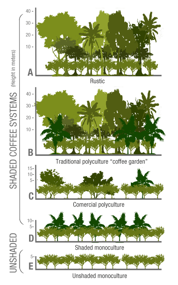 Coffee agroforestry types: shade-grown versus sun-grown coffee. Source: Root Capital https://rootcapital.org/shade-grown-coffee-whats-the-big-deal/