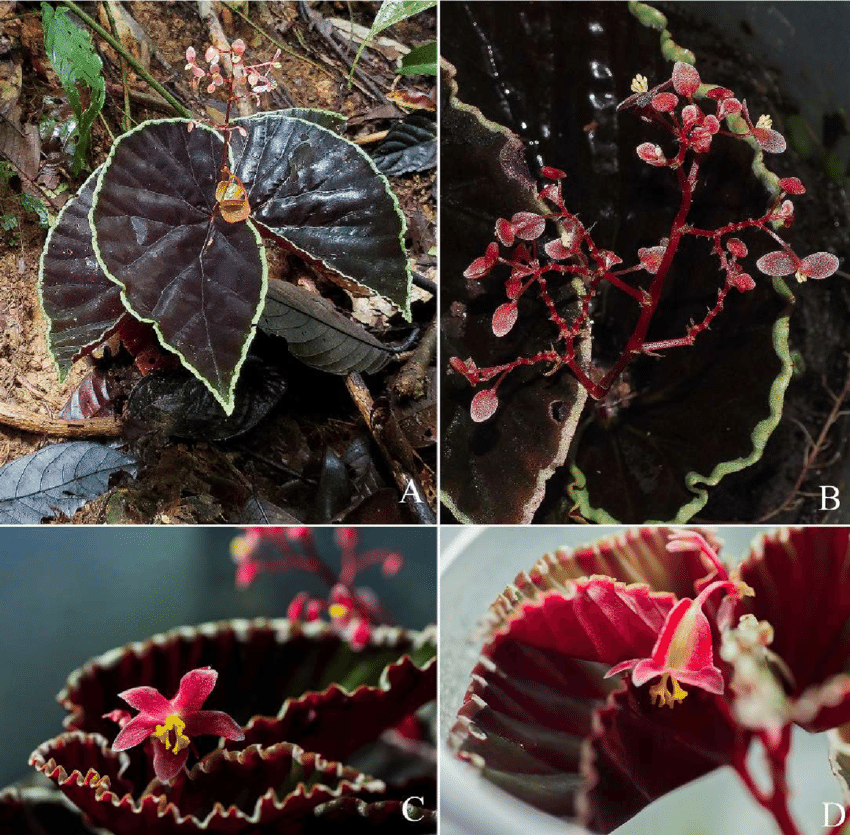 begonia-darthvaderiana-cw-lin-c-i-peng-a-habit-b-inflorescence-c-d-pistillate