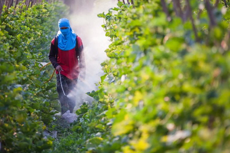 Pesticides on a coffee plantation. Source Vox/Shutterstock