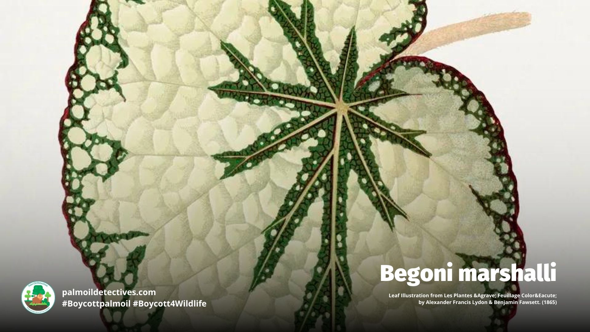 Begoni marshalli - Leaf Illustration from Les Plantes Agrave Feuillage Color Eacute by Alexander Francis Lydon and Benjamin Fawsett. (1865)