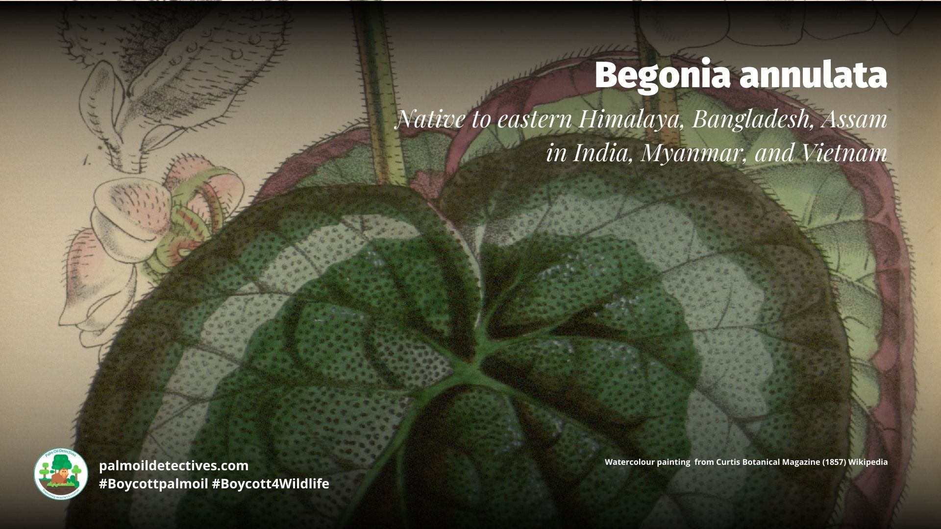 Begonia annulata - Watercolour painting from Curtis Botanical Magazine (1857) Wikipedia