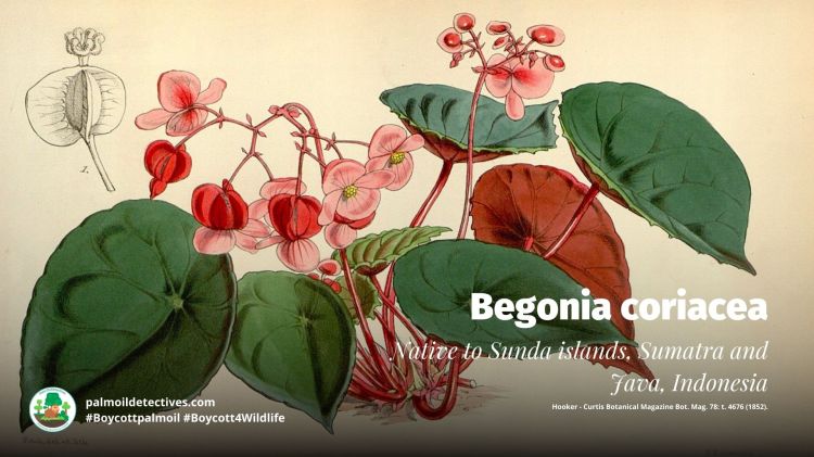 Begonia coriacea - Hooker - Curtis Botanical Magazine Bot. Mag. 78 t. 4676 (1852)
