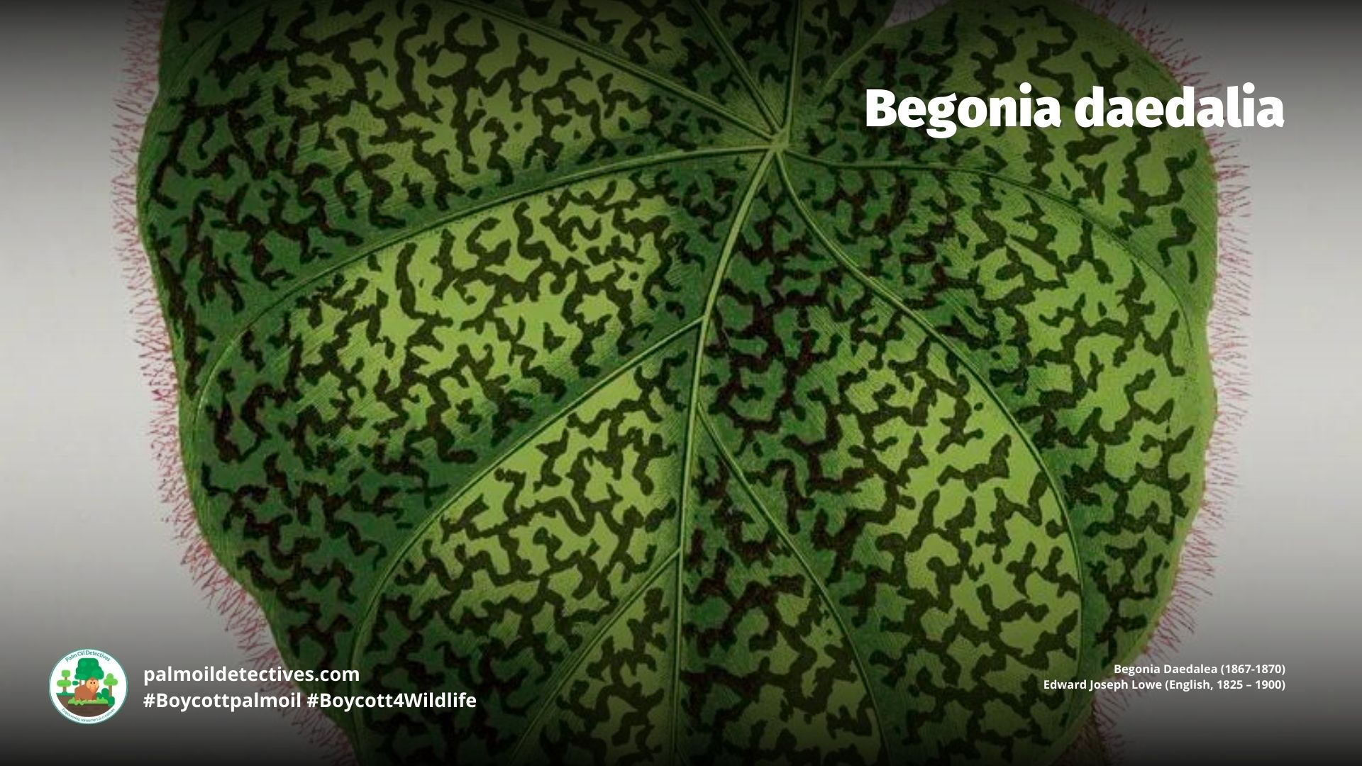 Begonia daedalia - Begonia Daedalea (1867-1870) Edward Joseph Lowe (English 1825 – 1900)