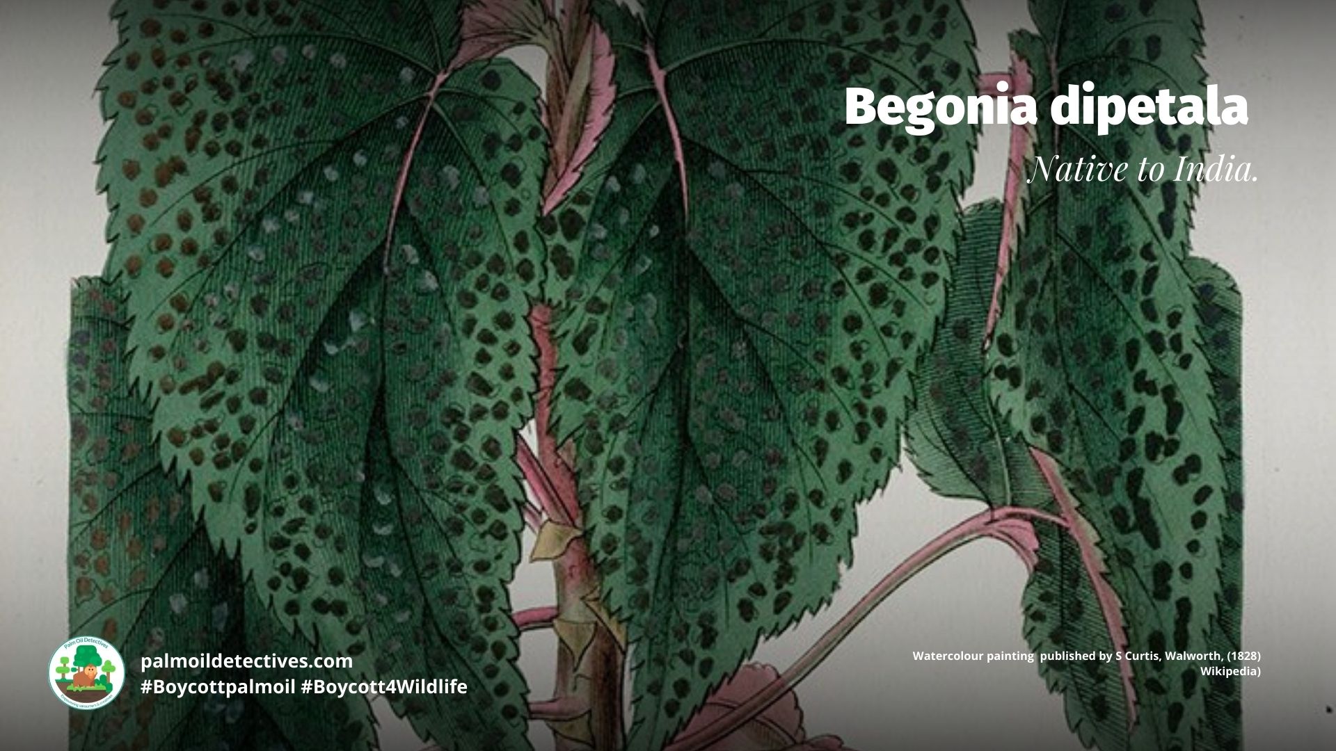 Begonia dipetala - Watercolour painting published by S Curtis - Walworth (1828) Wikipedia