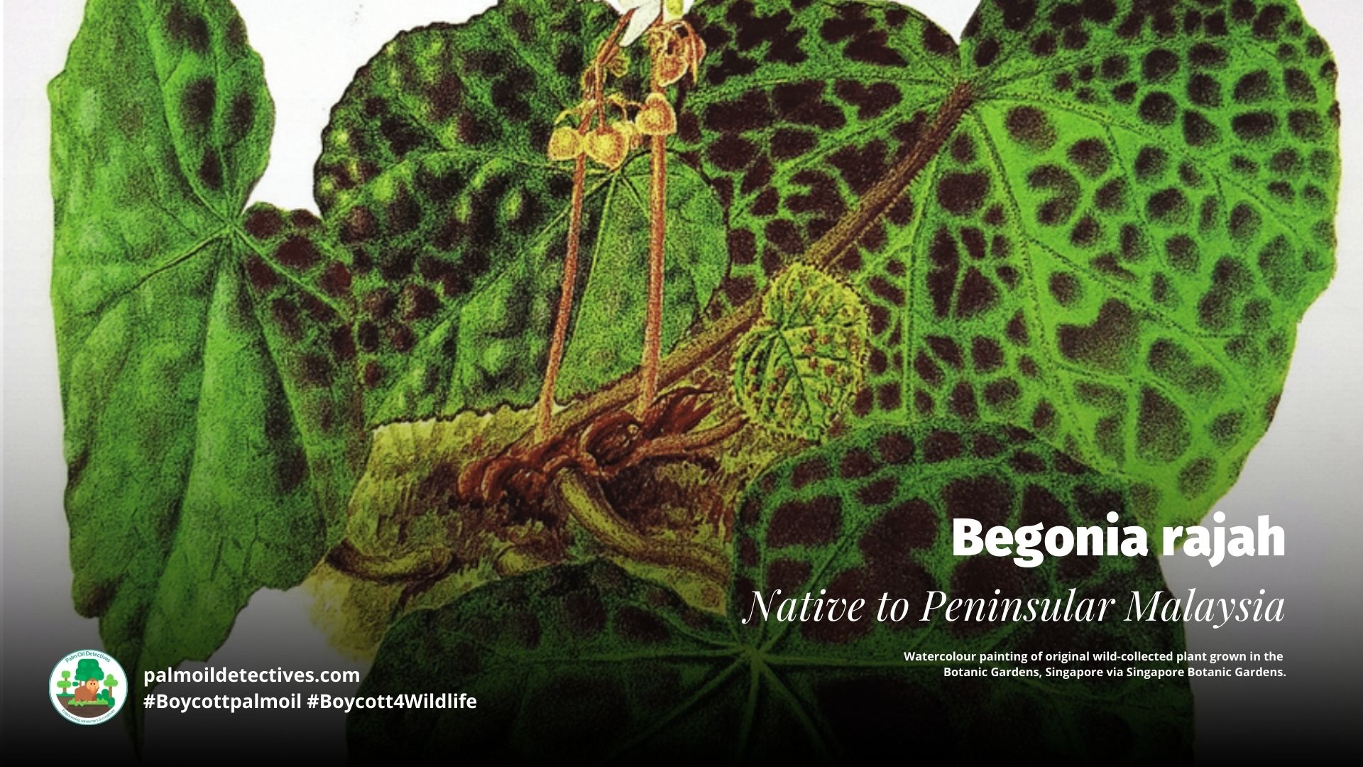 Begonia rajah - Watercolour painting of original wild-collected plant grown in the Botanic Gardens, Singapore via Singapore Botanic Gardens