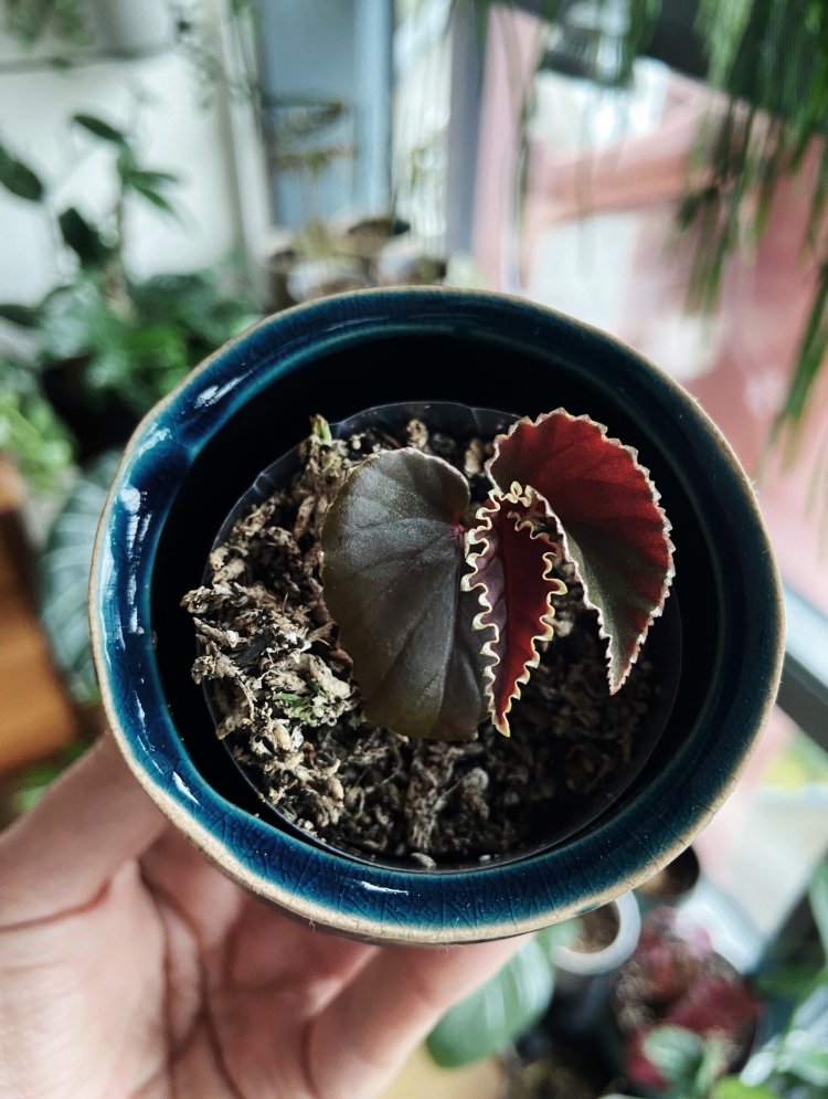 Begonia Darthvaderiana By Lya Solis Blog https://www.lyasolisblog.ie/home/flora/begonia-darthvaderiana-care