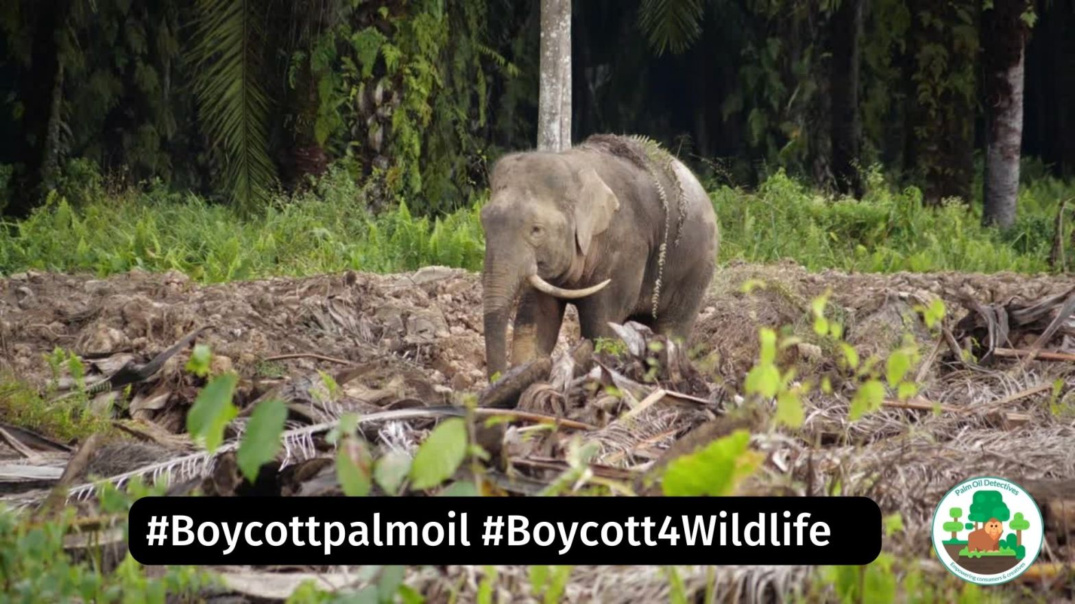 Bornean elephant in palm oil plantation - the problem with palm oil