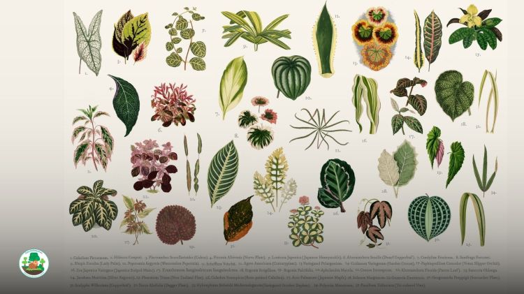 Different species of Begonia by Botanicus www.botanicus.org