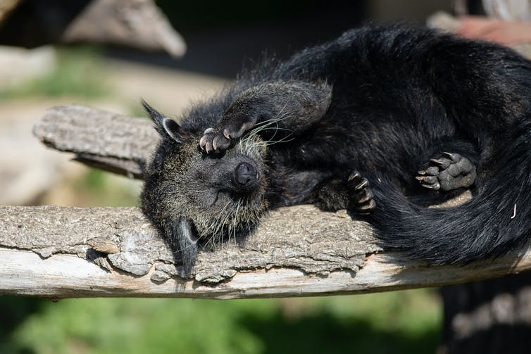 The binturong does not leap from tree to tree, instead it makes its way along the ground. Shutterstock