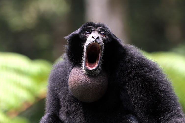 Siamang