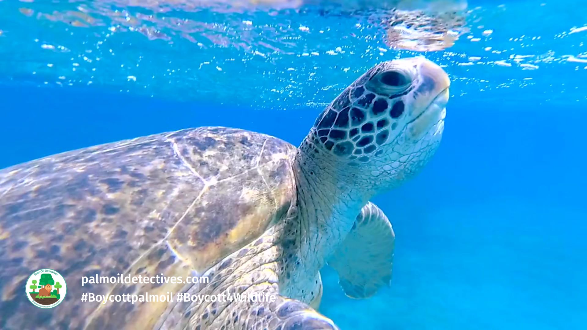Fascinating history of warrior turtles: myths to teenage ninjas Palm Oil Detectives