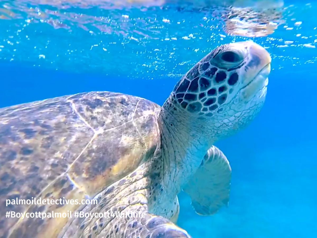 A fascinating history of warrior turtles: from ancient myths, warships and teenage&nbsp;mutants