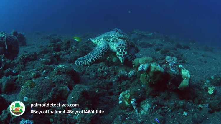 A fascinating history of warrior turtles: from ancient myths, warships and teenage mutants