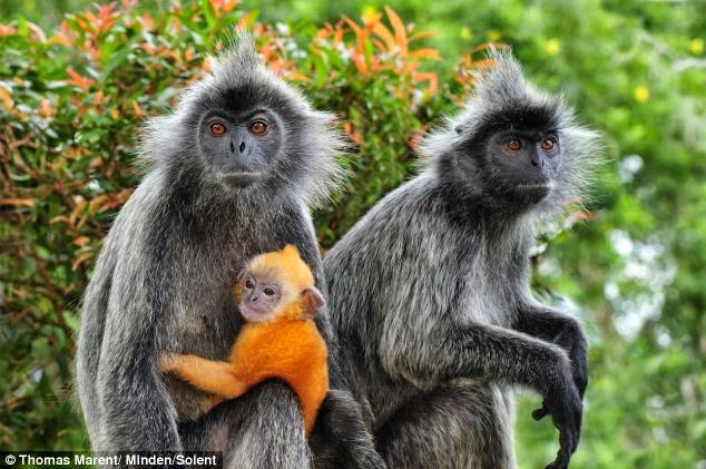 MAR-1666 Silvery Lutung / Silvered Leaf Monkey / Silvery Langur - mother with baby Kuala Selangor Nature Park - West Malaysia Trachypithecus cristatus Thomas Marent Please note that prints are for personal display purposes only and may not be reproduced in anyway.