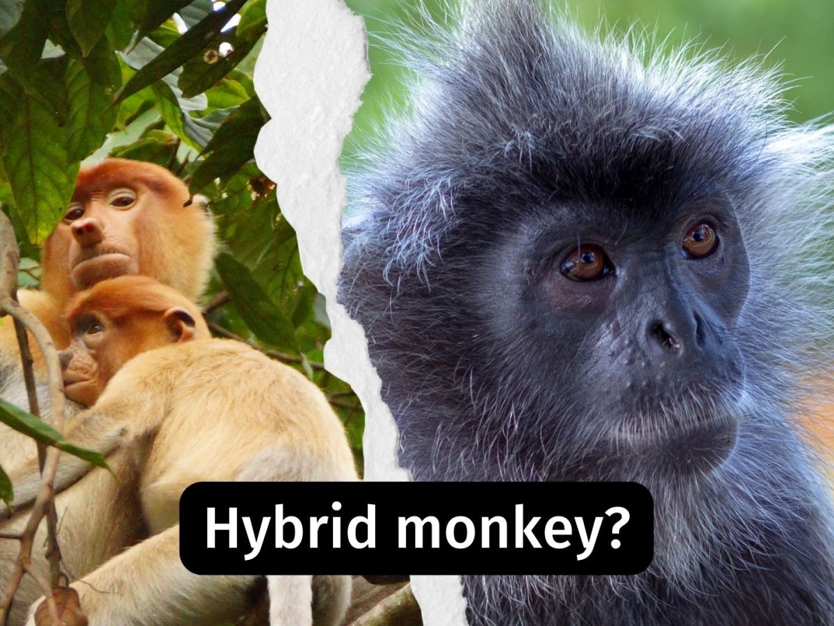 A ‘mystery monkey’ in Borneo may be a rare hybrid between a Proboscis Monkey and Silvery&nbsp;Lutung