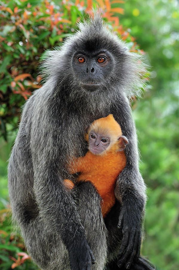 MAR-1666 Silvery Lutung / Silvered Leaf Monkey / Silvery Langur - mother with baby Kuala Selangor Nature Park - West Malaysia Trachypithecus cristatus Thomas Marent Please note that prints are for personal display purposes only and may not be reproduced in anyway.