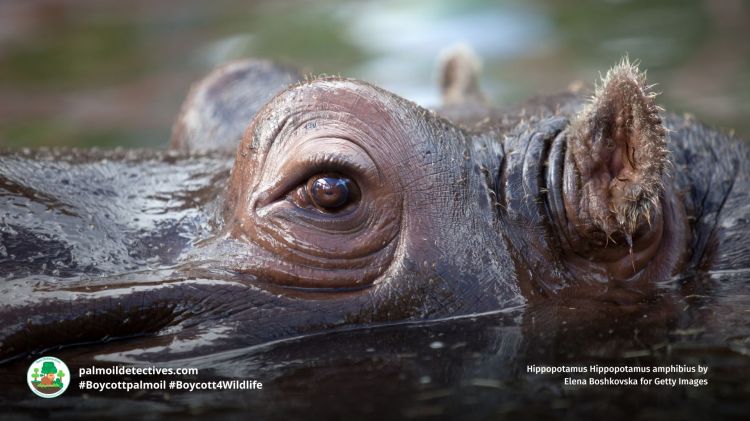 Hippopotamus Hippopotamus amphibius close-up by Elena Boshkovska for Getty Images
