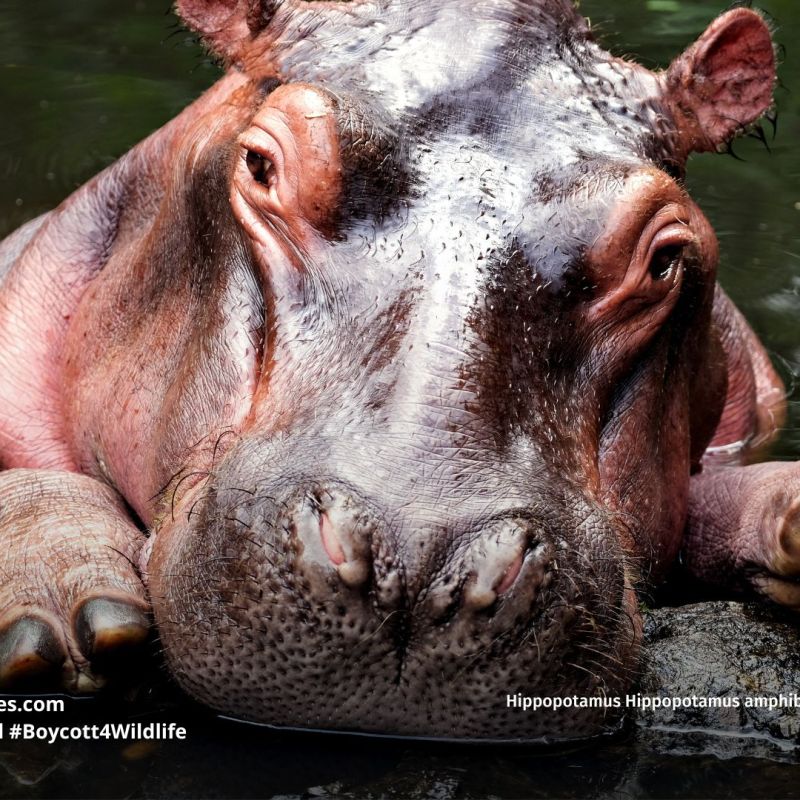 Hippopotamus Hippopotamus amphibius