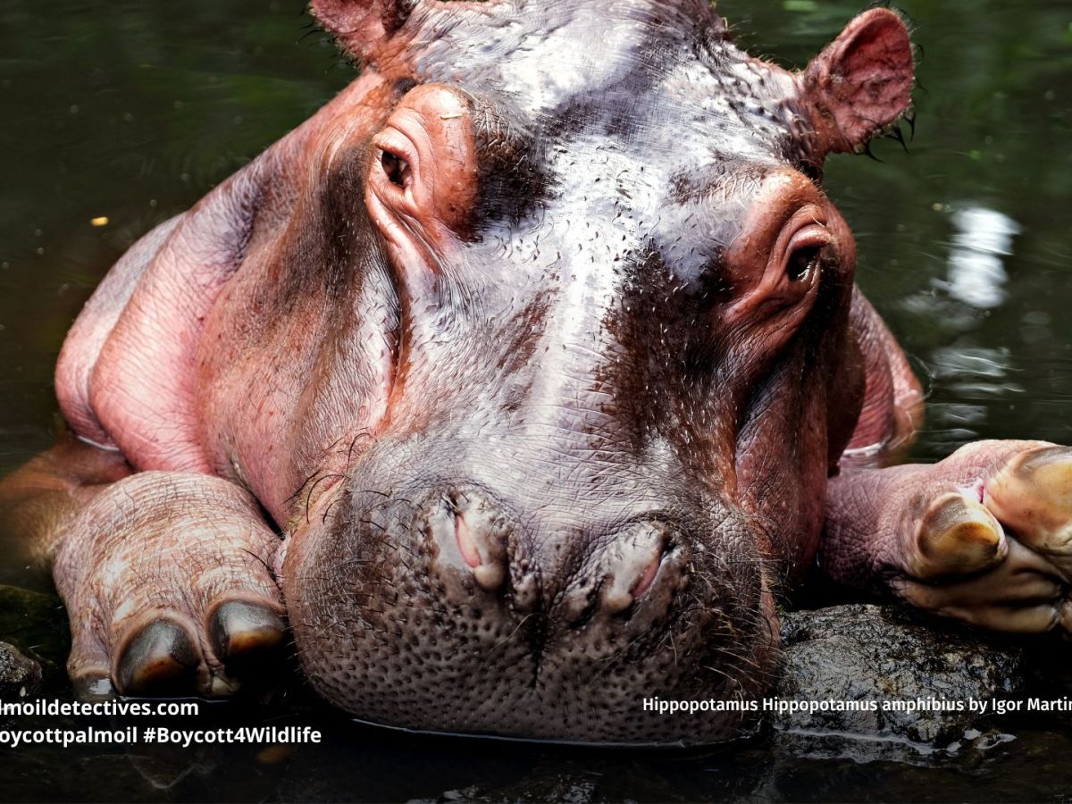 Hippopotamus Hippopotamus amphibius