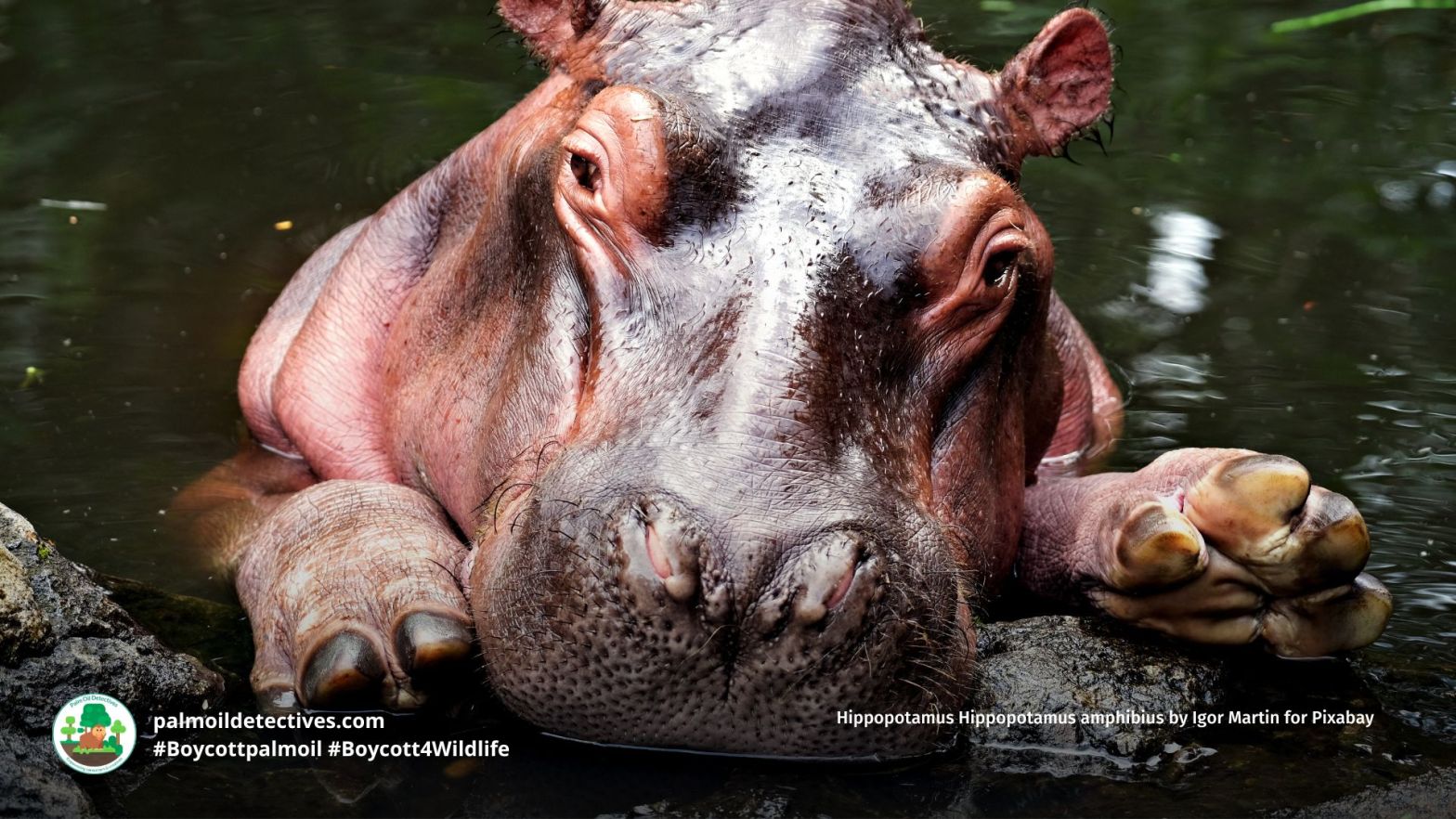 Hippopotamus Hippopotamus amphibius by Igor Martin for Pixabay