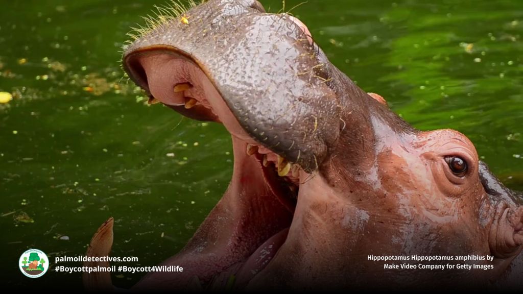 Hippopotamus Hippopotamus amphibius by Igor Martin for Pixabay