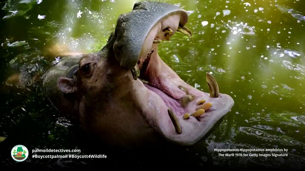 Hippopotamus Hippopotamus amphibius by The Warit 1976 for Getty Images Signature