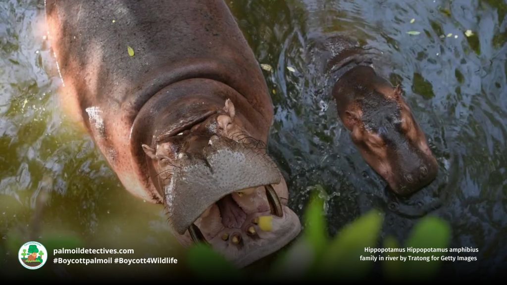 Hippopotamus Hippopotamus amphibius family in river by Tratong for Getty Images