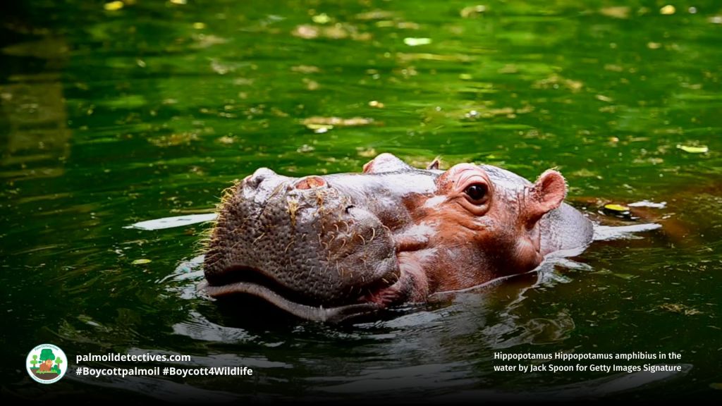 Hippopotamus Hippopotamus amphibius in the water by Jack Spoon for Getty Images Signature (2)