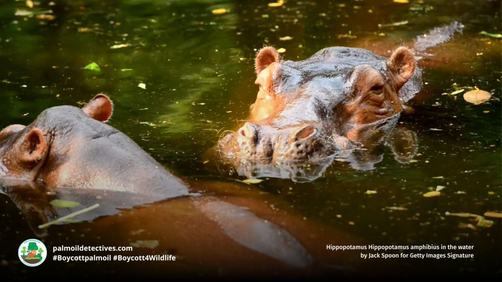 Hippopotamus Hippopotamus amphibius in the water by Jack Spoon for Getty Images Signature