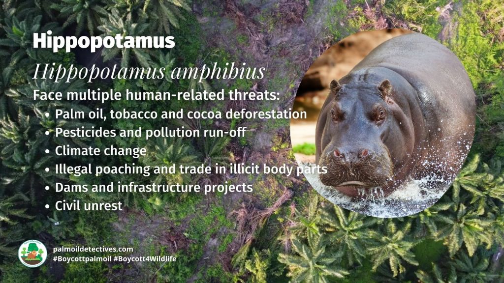 Hippopotamus Hippopotamus amphibius threats