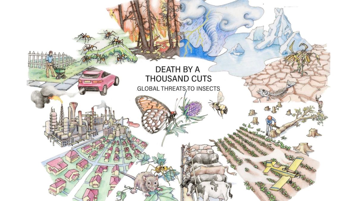 Insect decline in the Anthropocene: Death by a thousand&nbsp;cuts