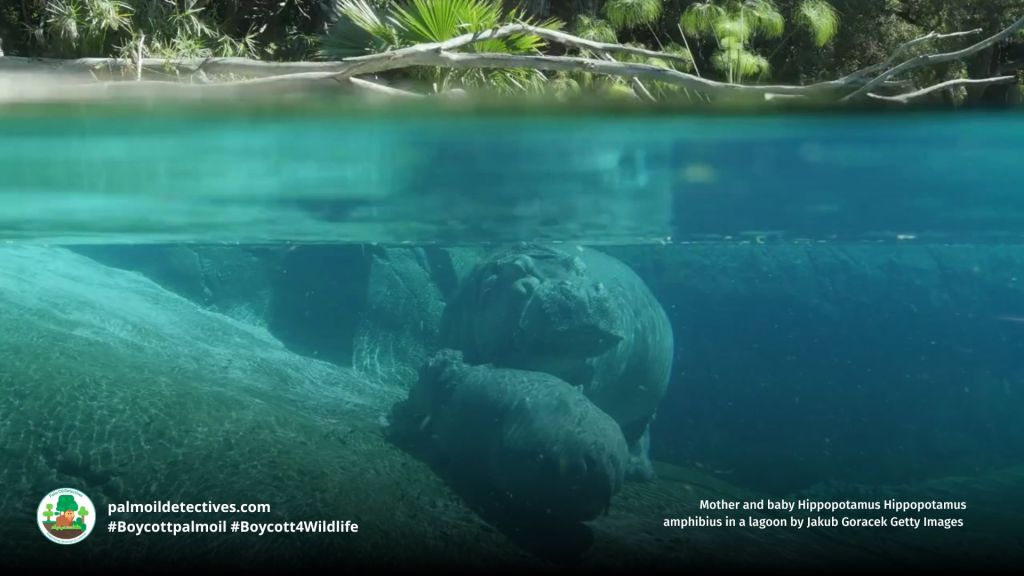 Mother and baby Hippopotamus Hippopotamus amphibius in a lagoon by Jakub Goracek Getty Images