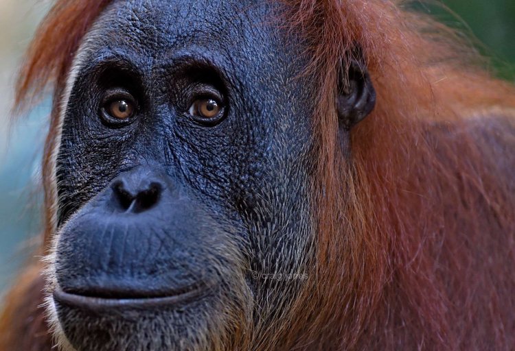 Sumatran orangutan close-up by Craig Jones Wildlife 