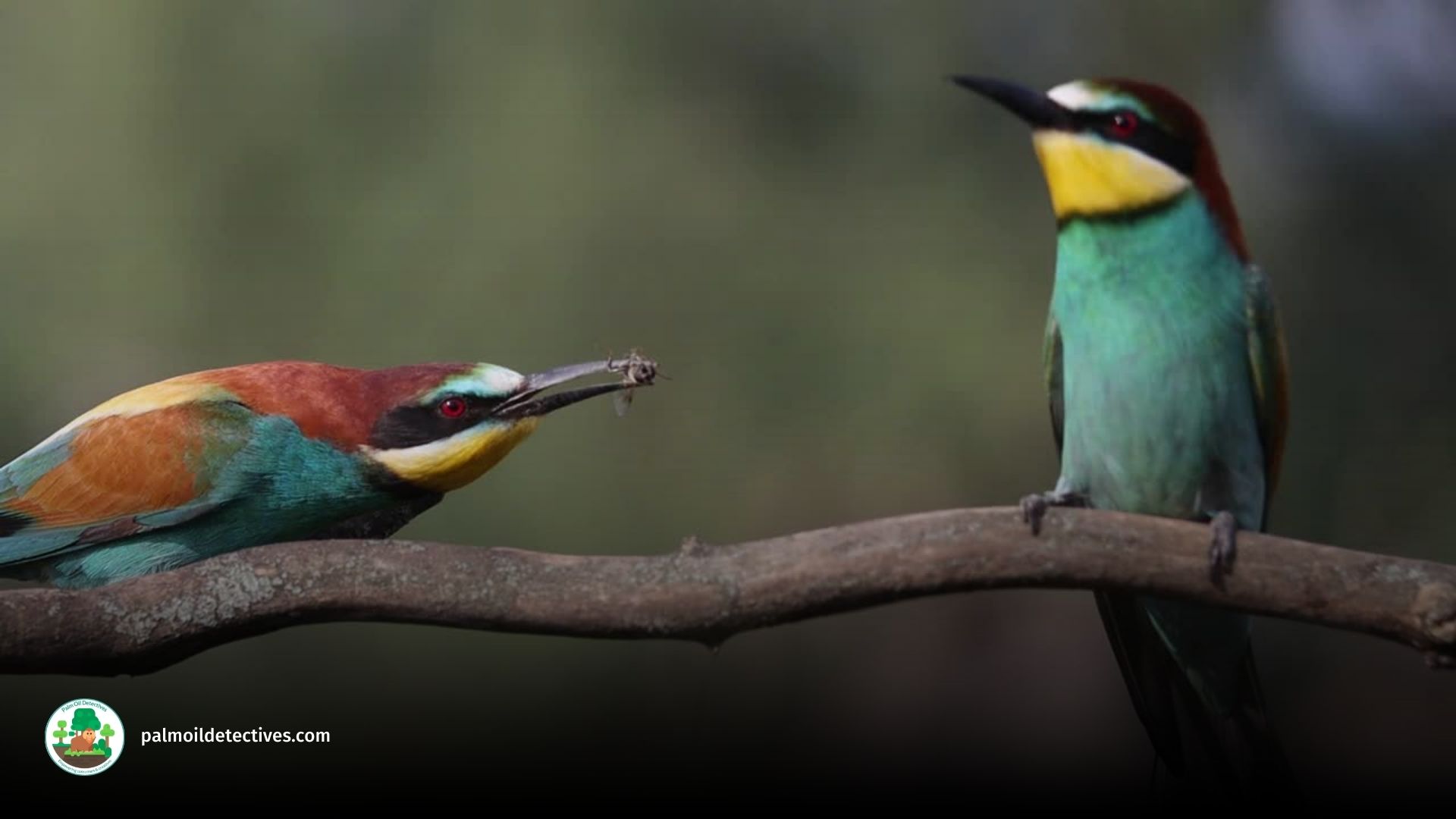 Exotic birds in Papua New Guinea, Getty Images