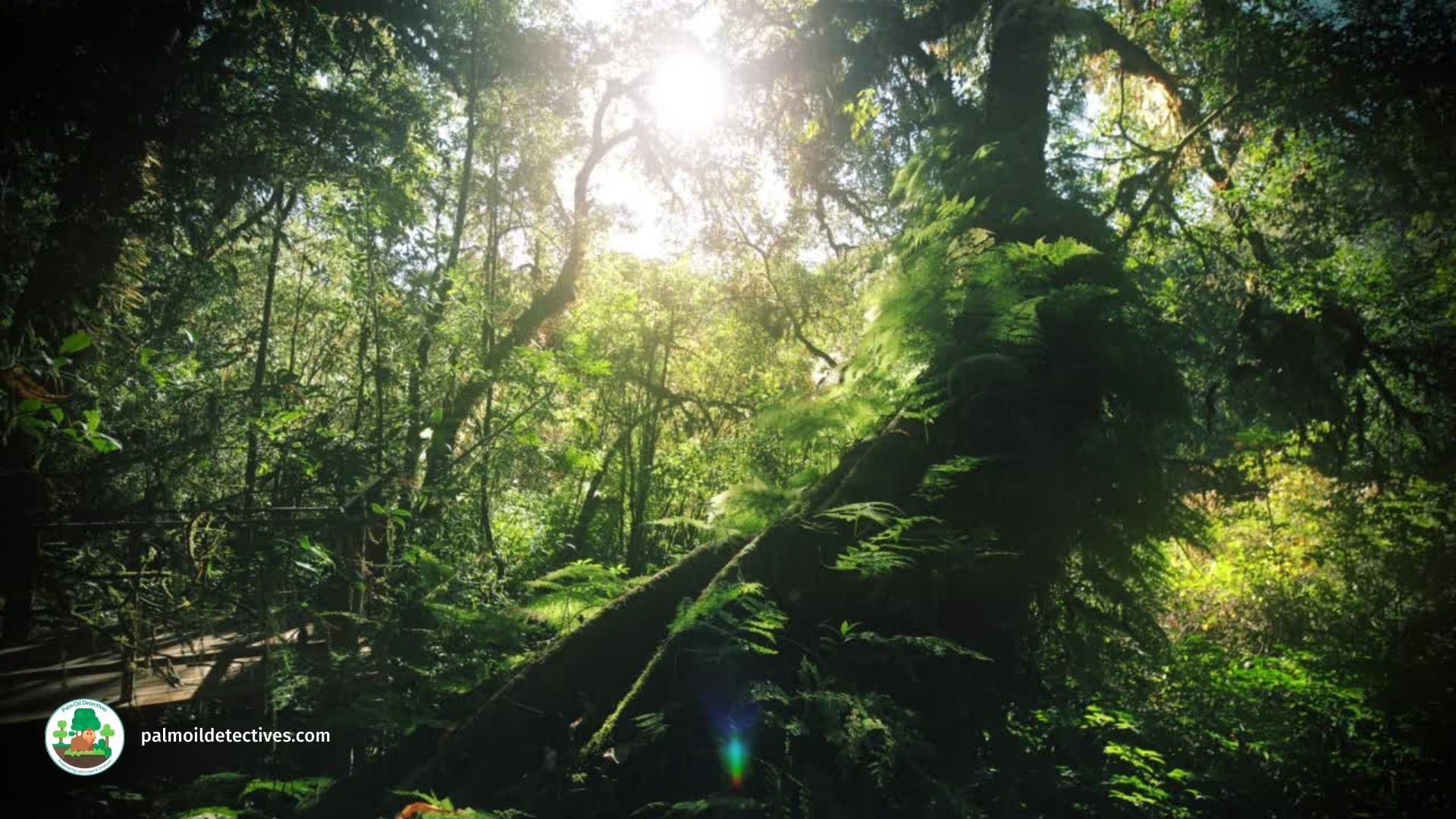 Beautiful rainforest in West Papua, Getty Images