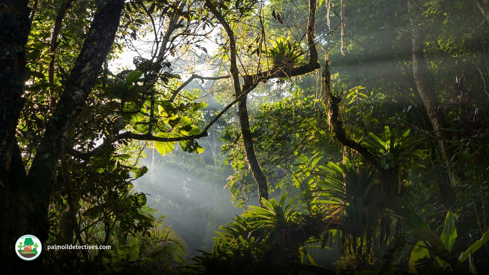 Beautiful rainforest in West Papua, Getty Images