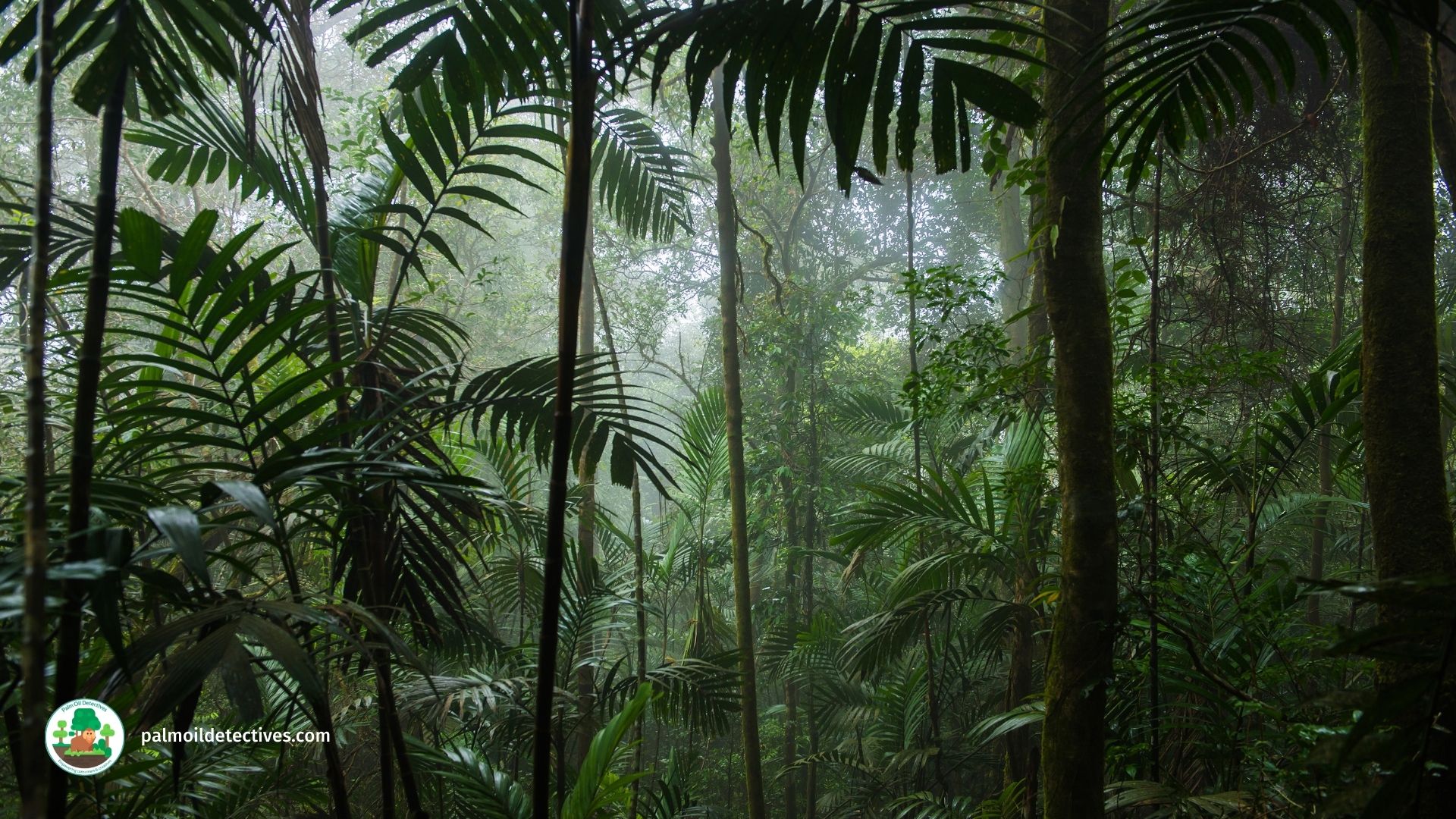 Beautiful rainforest in West Papua, Getty Images