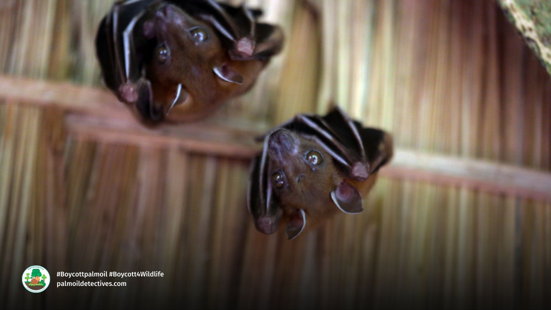 A group of Dayak Fruit Bats Dyacopterus spadiceus aka Dyak Fruit Bat perch inside a hut at the Way Kambas National Park in Sumatra. Getty Images Signature