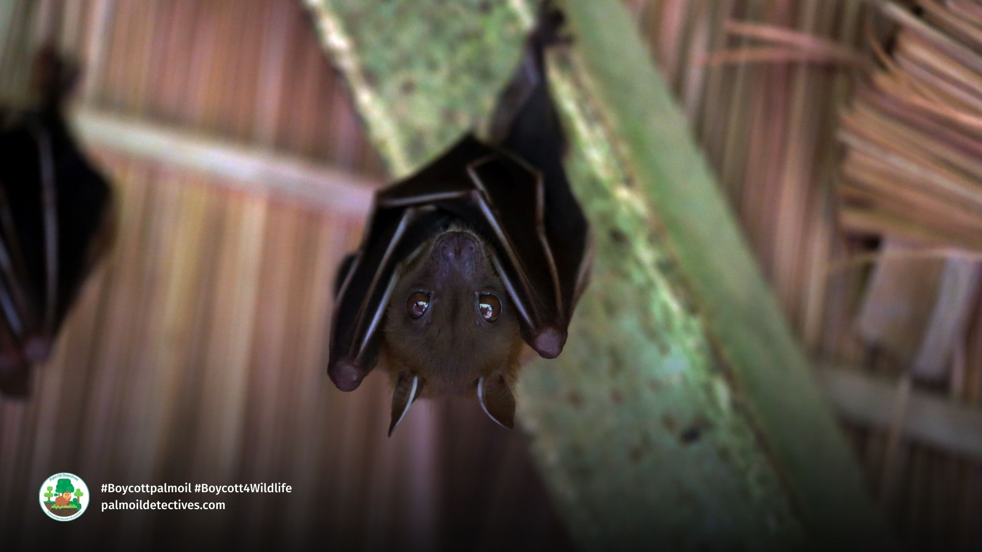 A group of Dayak Fruit Bats Dyacopterus spadiceus aka Dyak Fruit Bat perch inside a hut at the Way Kambas National Park in Sumatra. Getty Images Signature