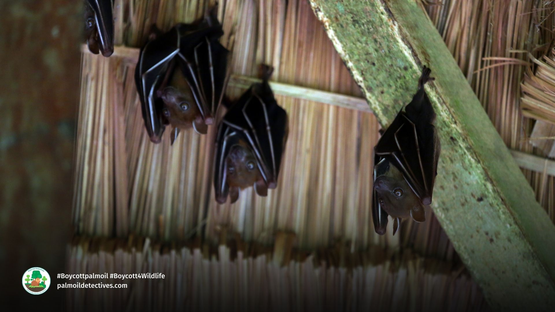 A group of Dayak Fruit Bats Dyacopterus spadiceus aka Dyak Fruit Bat perch inside a hut at the Way Kambas National Park in Sumatra. Getty Images Signature