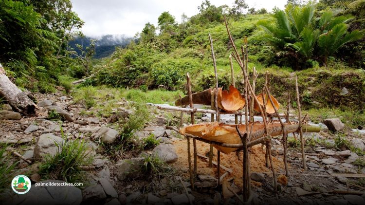 A tool for processing Sago. Papua New Guinea. Getty Images