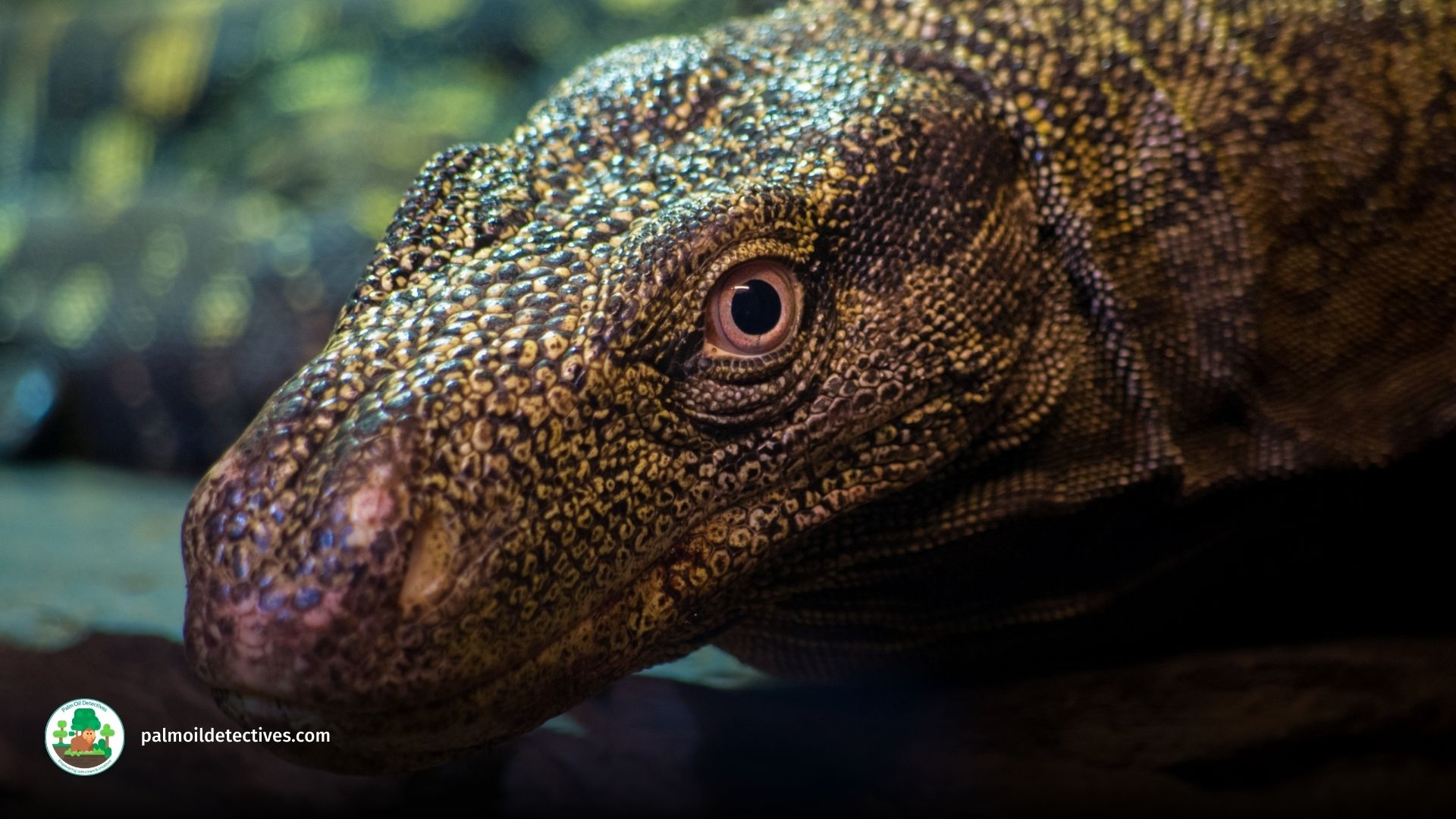 The Crocodile monitor AKA Papuan monitor, Varanus salvadorii by Jan Mengr for Getty Images