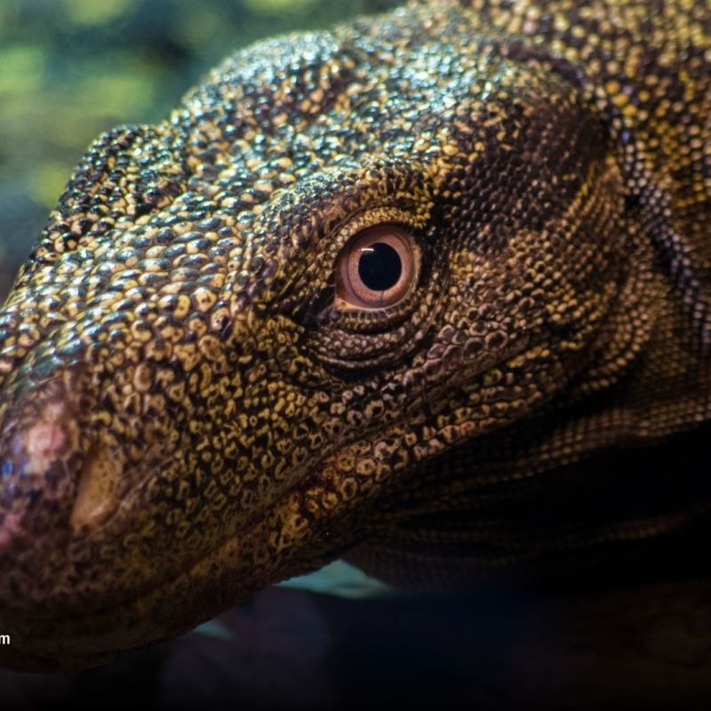 Reptiles Facing Extinction: How to&nbsp;Help