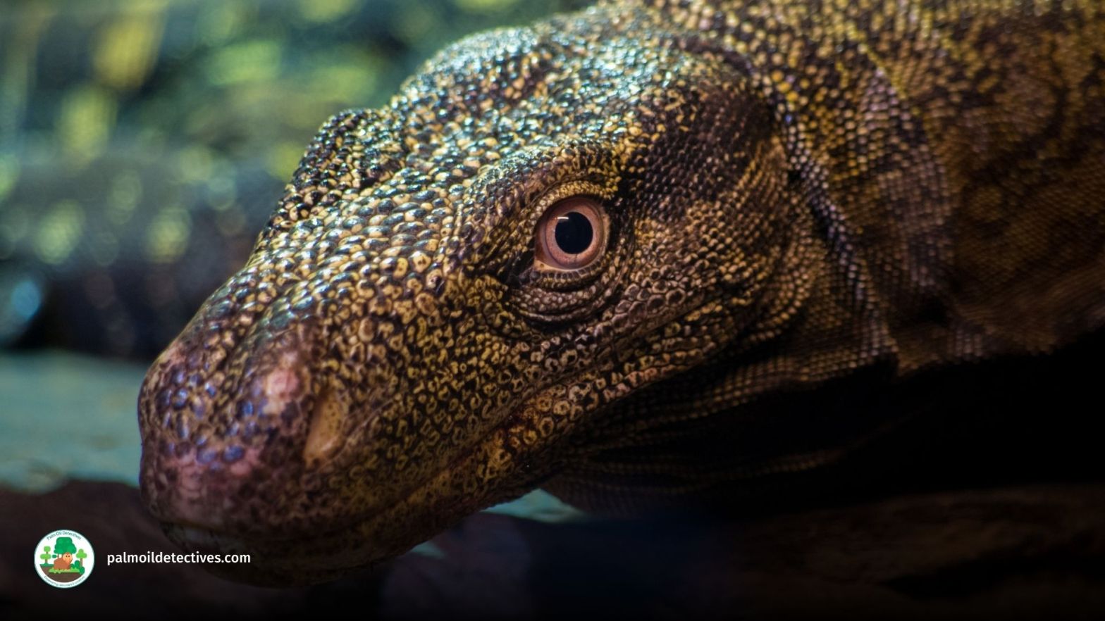 The Crocodile monitor AKA Papuan monitor, Varanus salvadorii by Jan Mengr for Getty Images