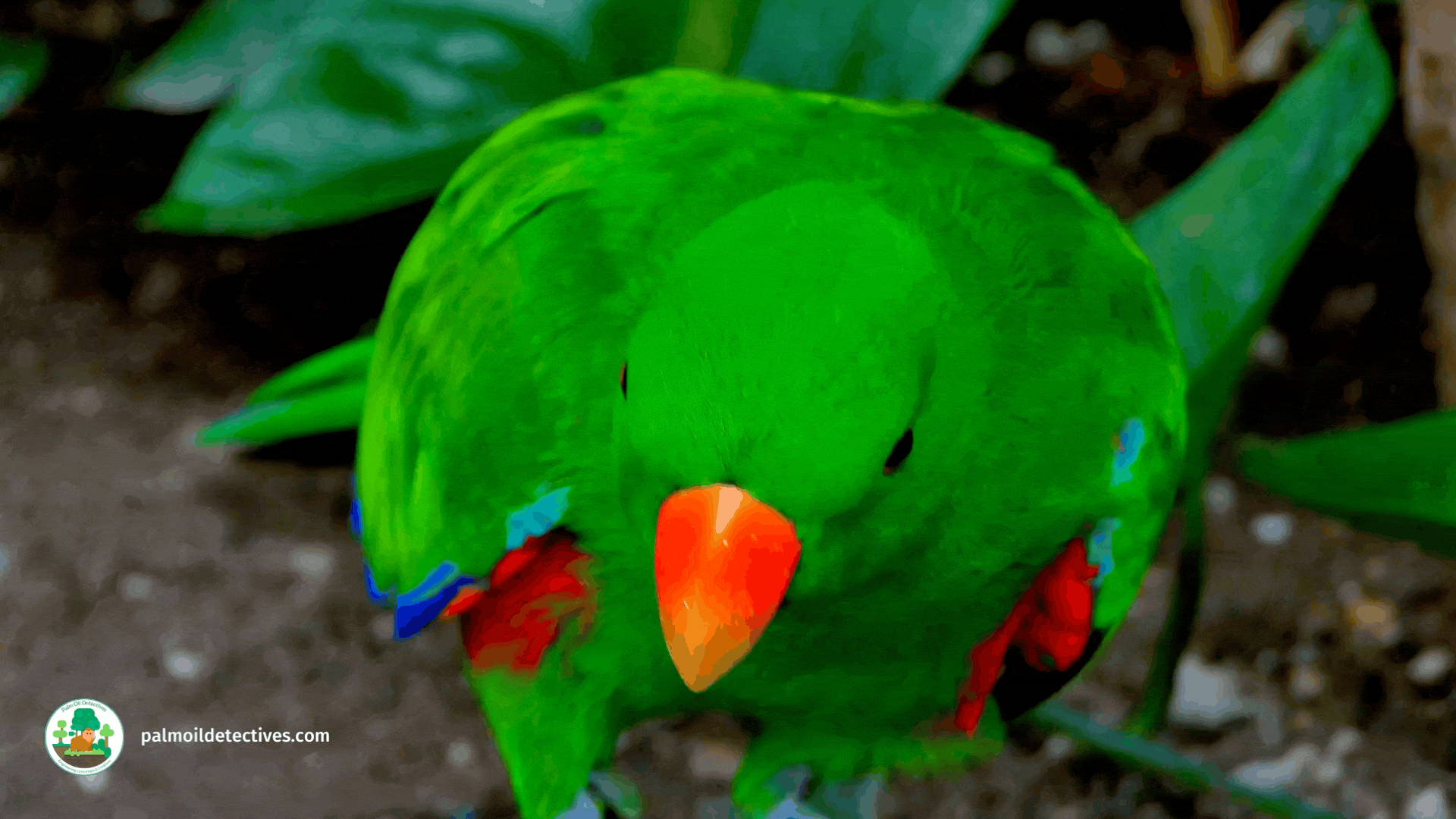 Eclectus Parrot in Papua New Guinea - Getty Images video