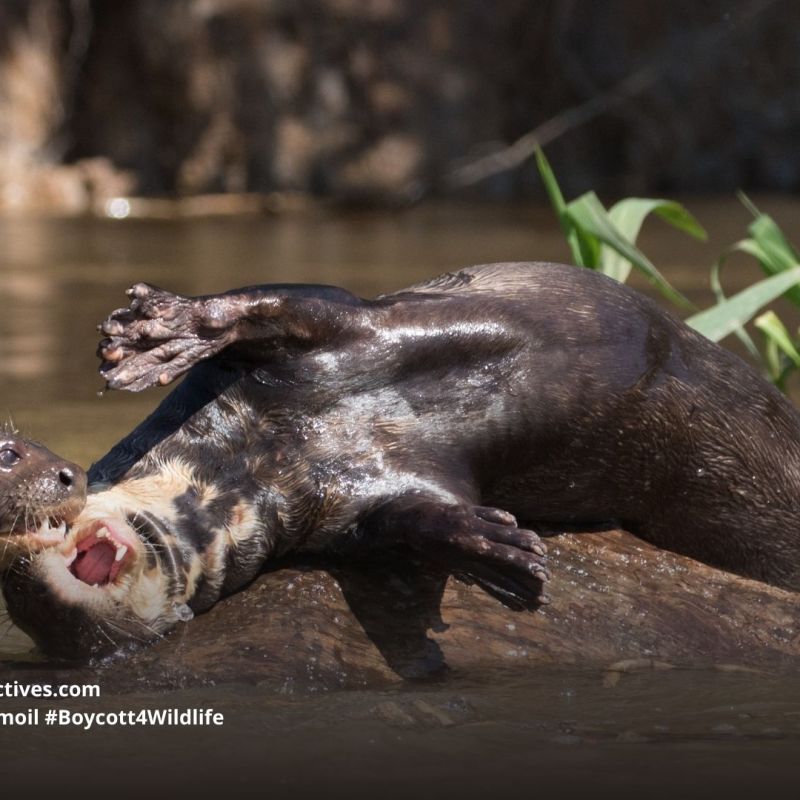 Giant Otter Pteronura&nbsp;brasiliensis