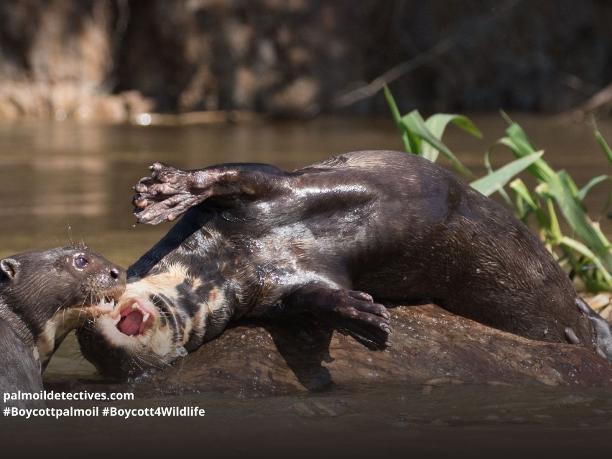 Giant Otter Pteronura&nbsp;brasiliensis
